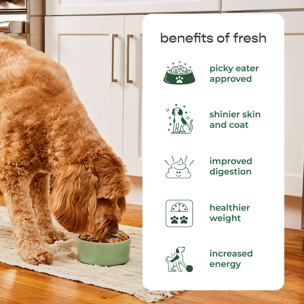 Freshpet Fresh Dog Food, Grain Free Chicken Recipe, Freshly Roasted Meals, 1.75 lb.