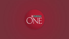Purina ONE Tender Cuts in Gravy Chicken and Brown Rice, and Beef and Barley Entrees Wet Dog Food Variety Pack, 13 oz Cans