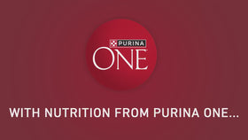 Purina One Dry Dog Food for Adult Dogs High Protein, Real Chicken & Rice, 16.5 lb Bag
